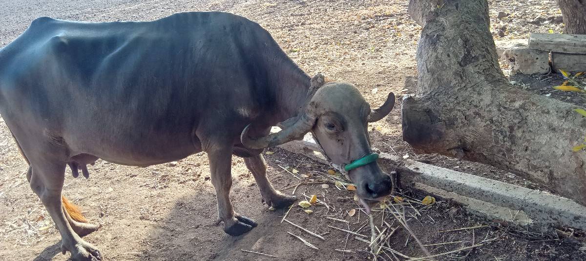 ભેશવેસવાની  ભુરિ