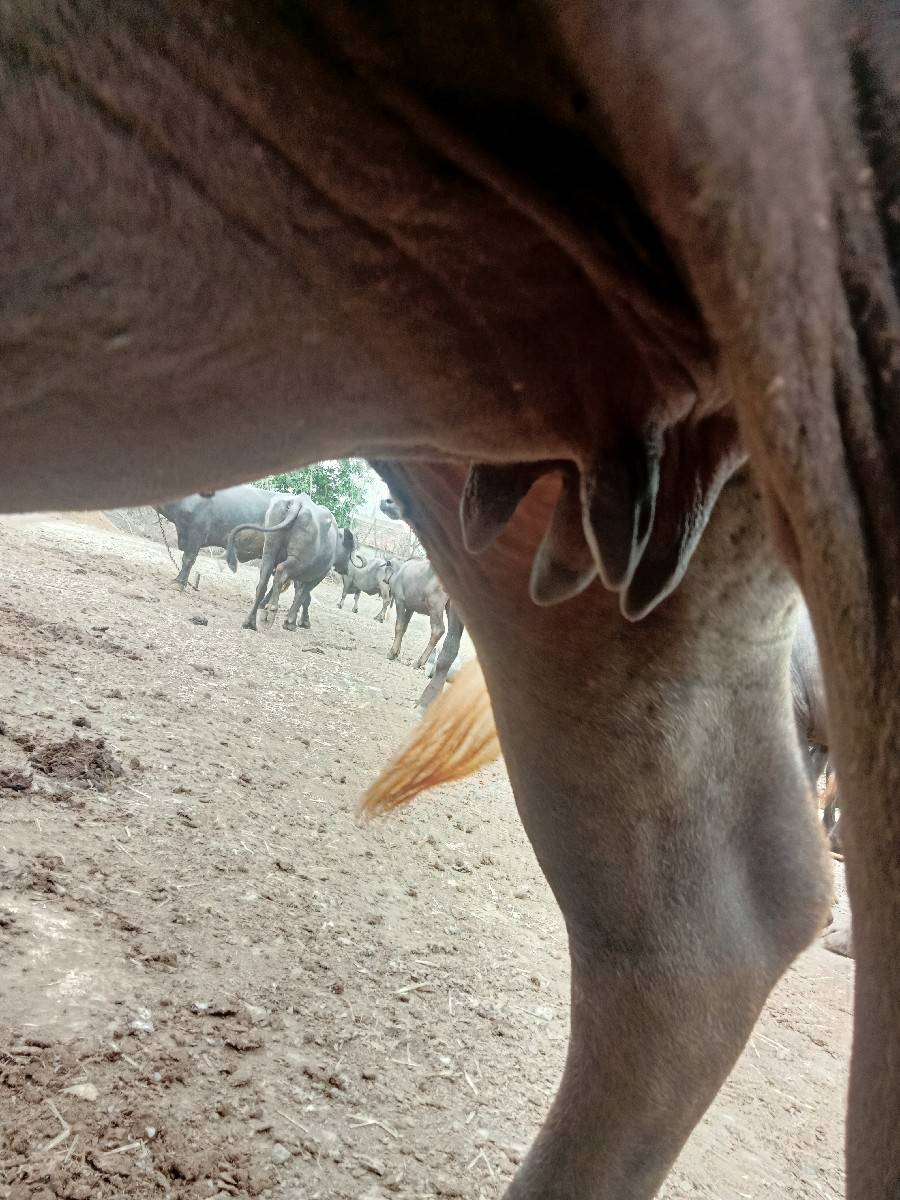 1 વેતર ખડાય વેસવાની સે