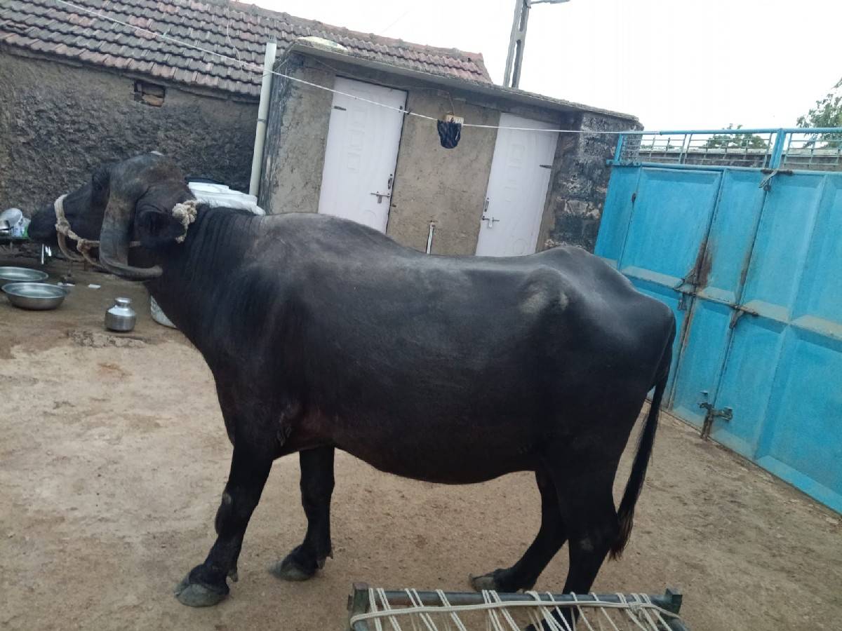 ભેંસ વેચવા ની છે