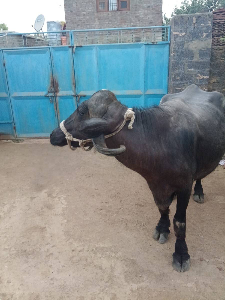 ભેંસ વેચવા ની છે