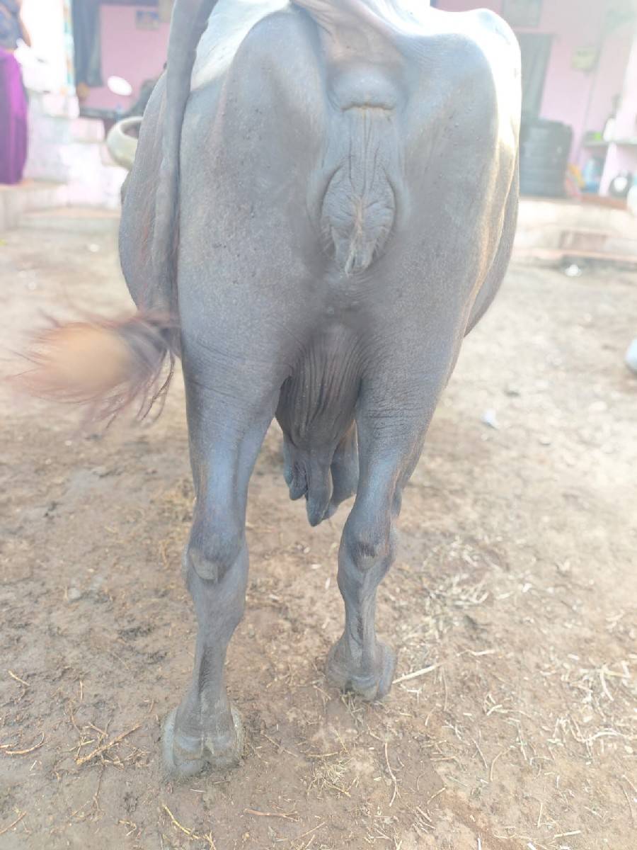 આ ભેંસ વેચવાની છે