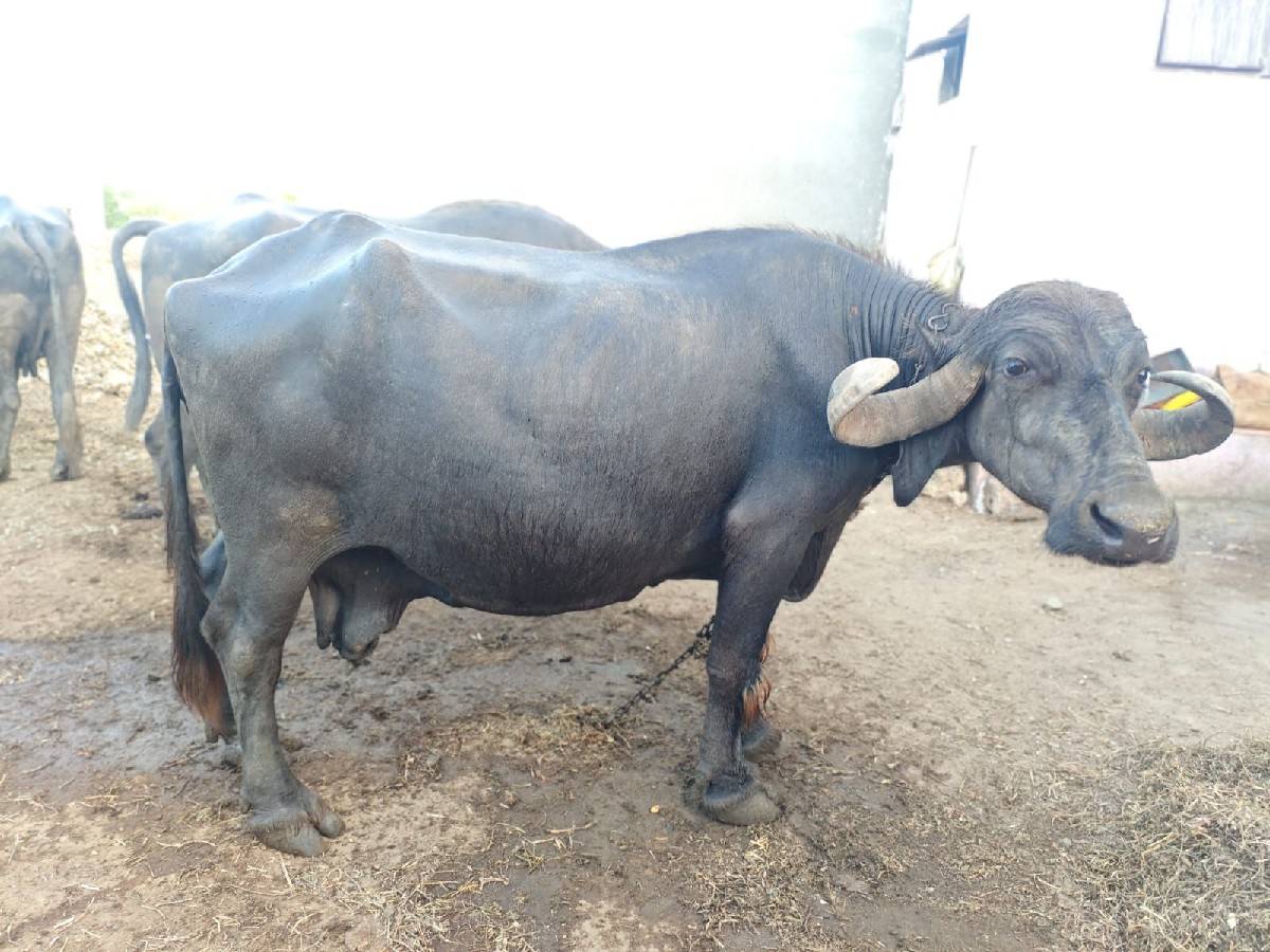 આ ભેંસ વેચવાની છે