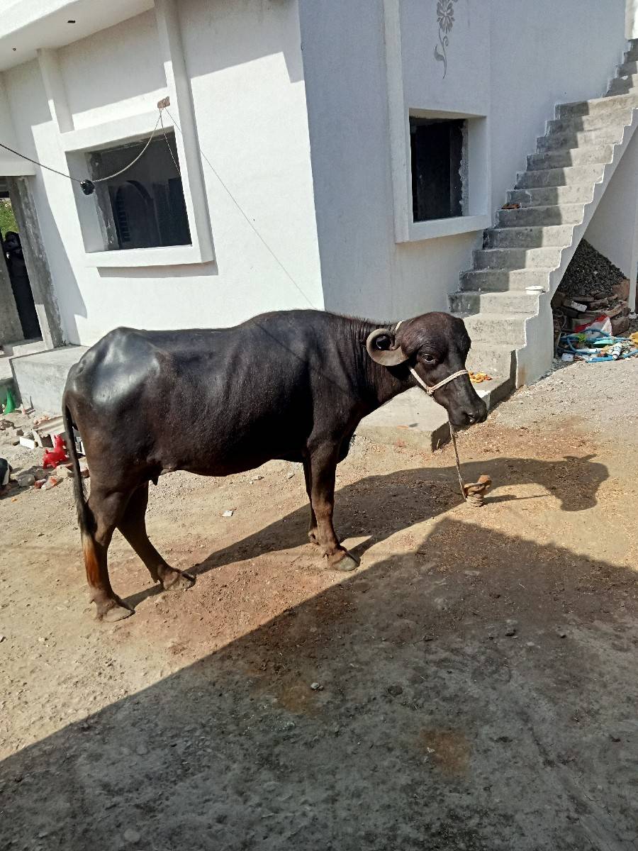 પેલુ વેતર વેશવાની સે કીમત 85000