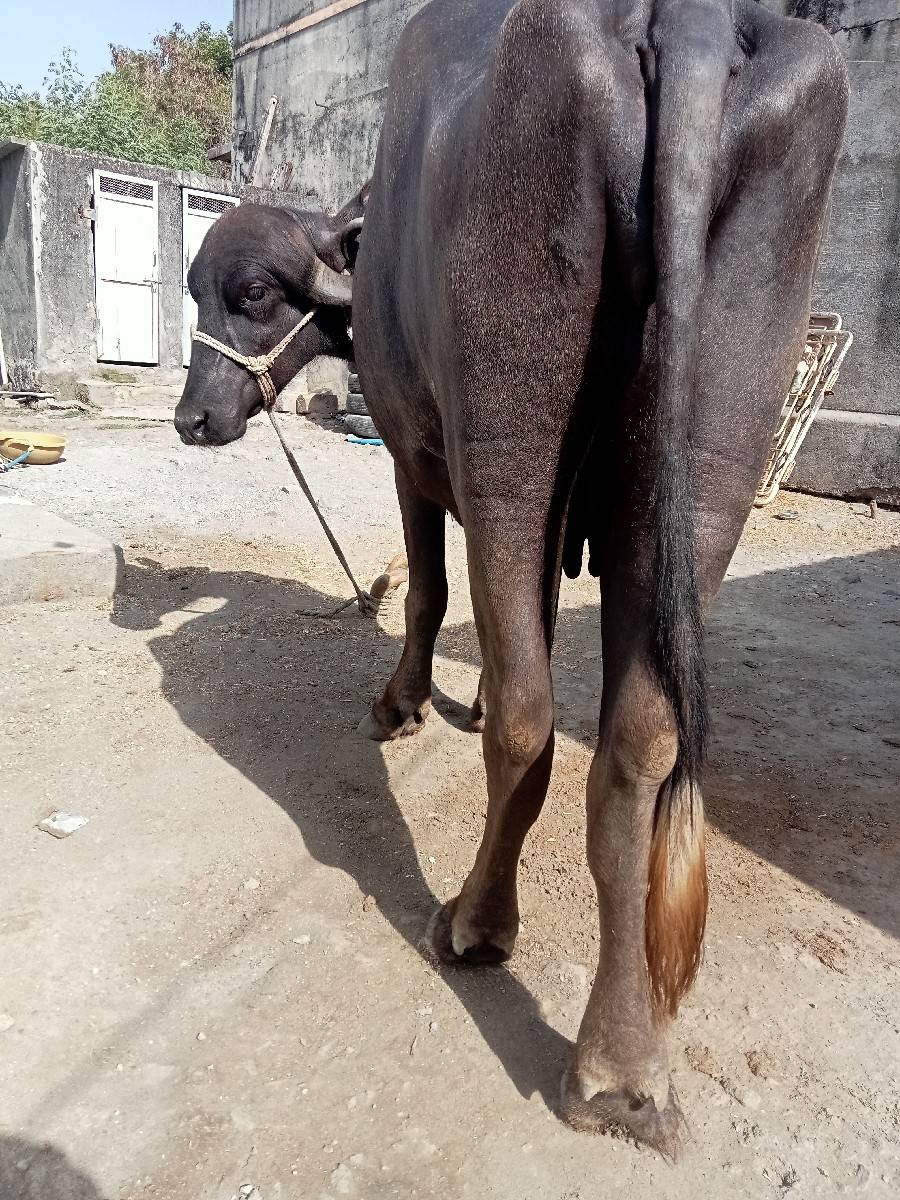 પેલુ વેતર વેશવાની સે કીમત 85000