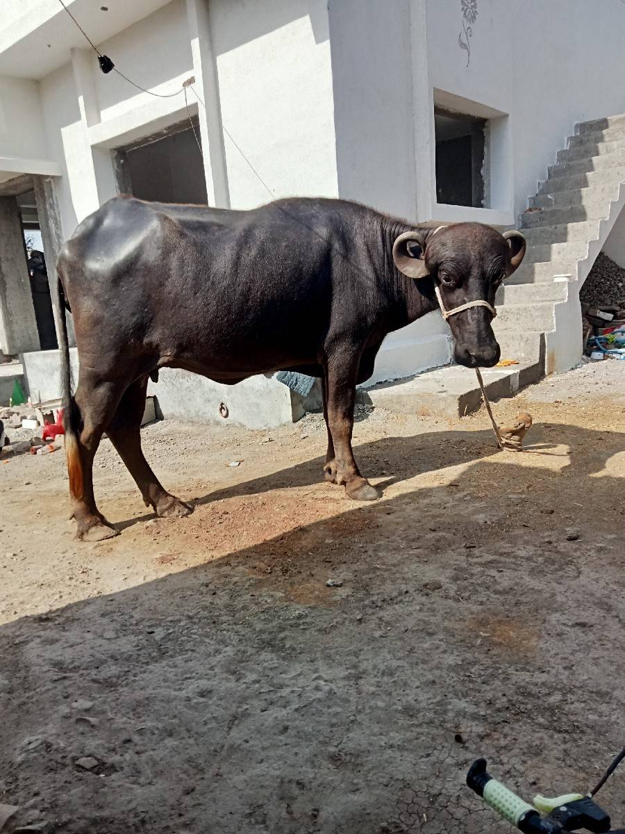 પેલુ વેતર વેશવાની સે કીમત 85000