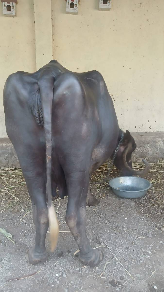 ભેંસ
