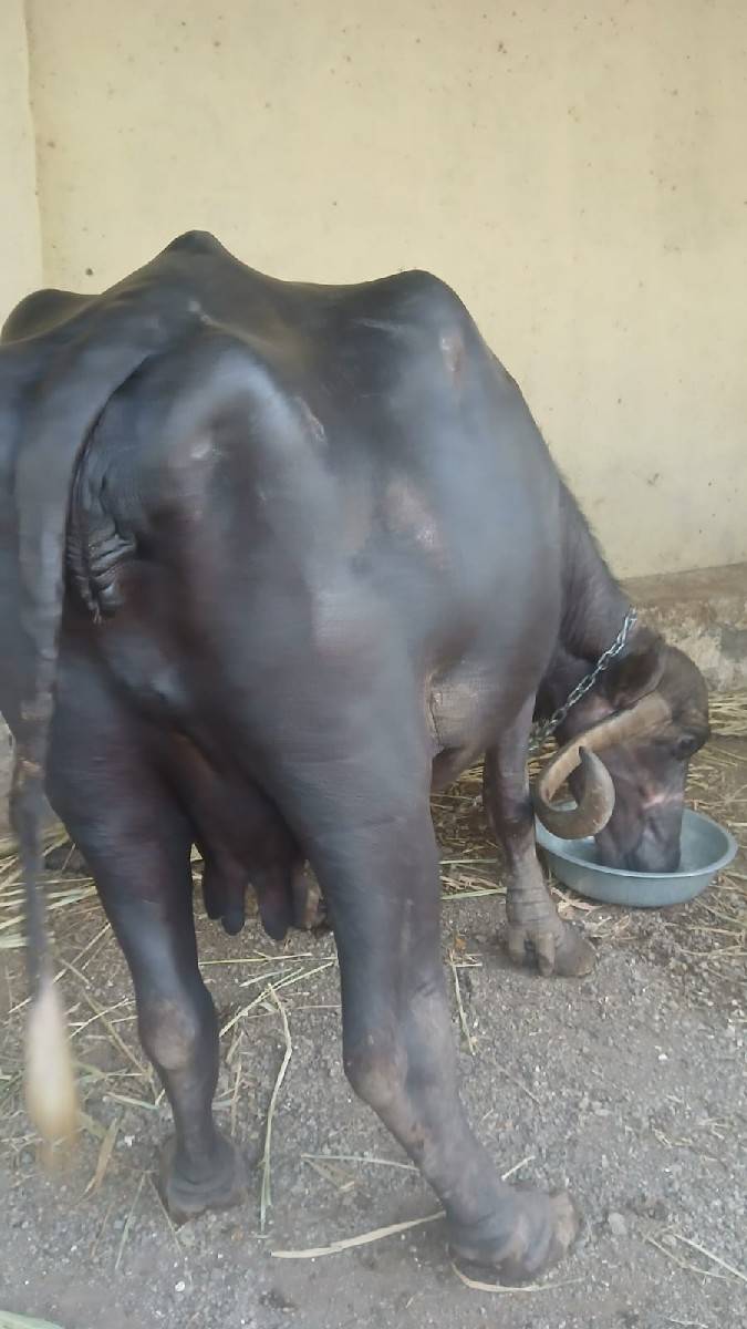 ભેંસ