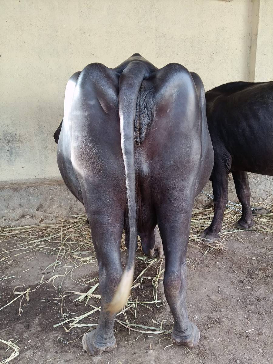 ભેંસ