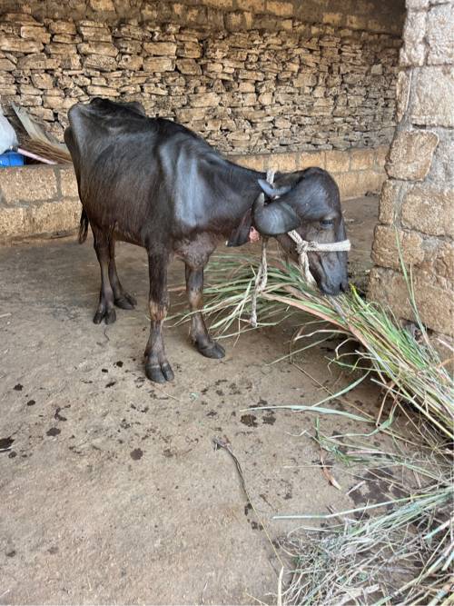 2 વર્ષ ની પાડી છે