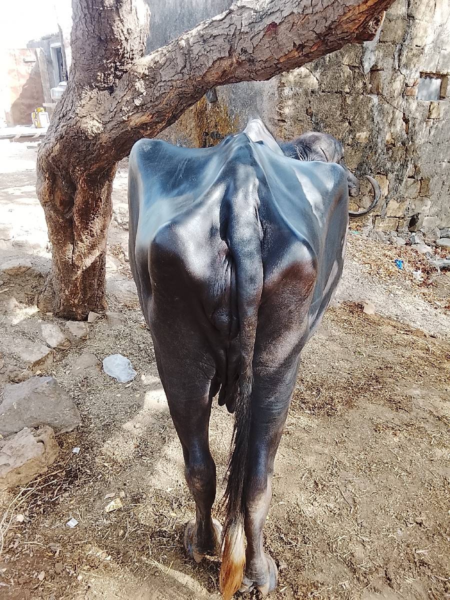 ભેંસ વેચવાની છે ત્રીજું વેતર