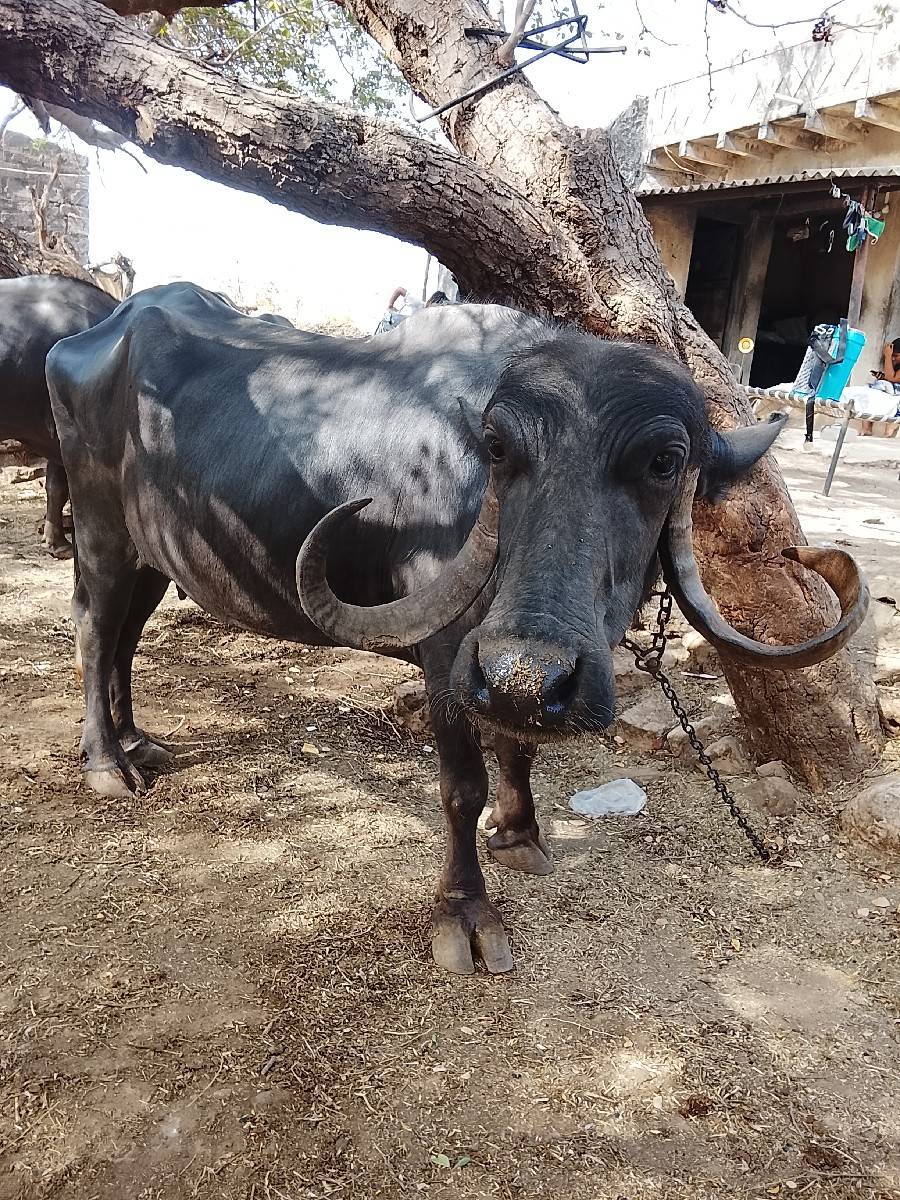 ભેંસ વેચવાની છે ત્રીજું વેતર