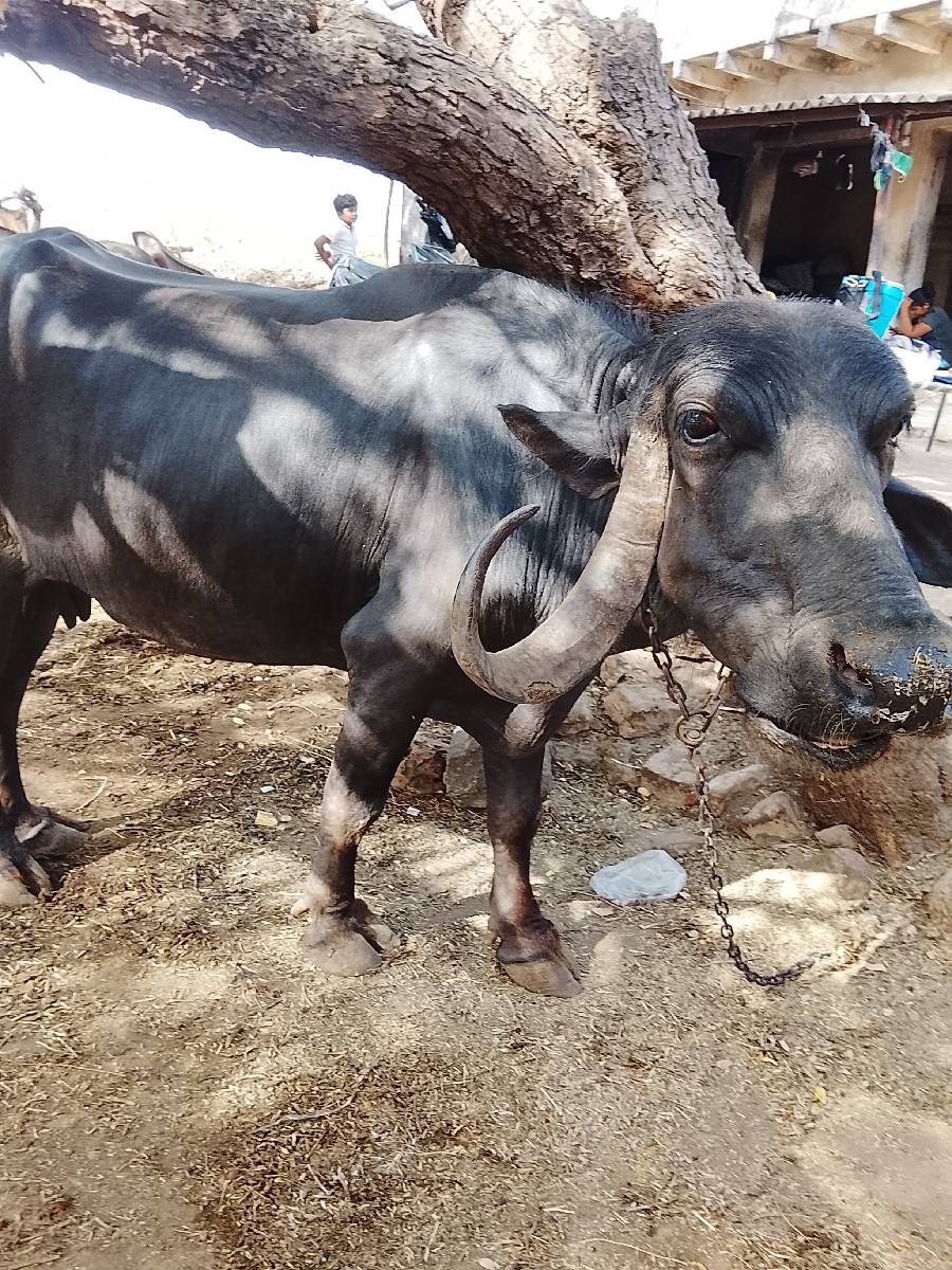 ભેંસ વેચવાની છે ત્રીજું વેતર