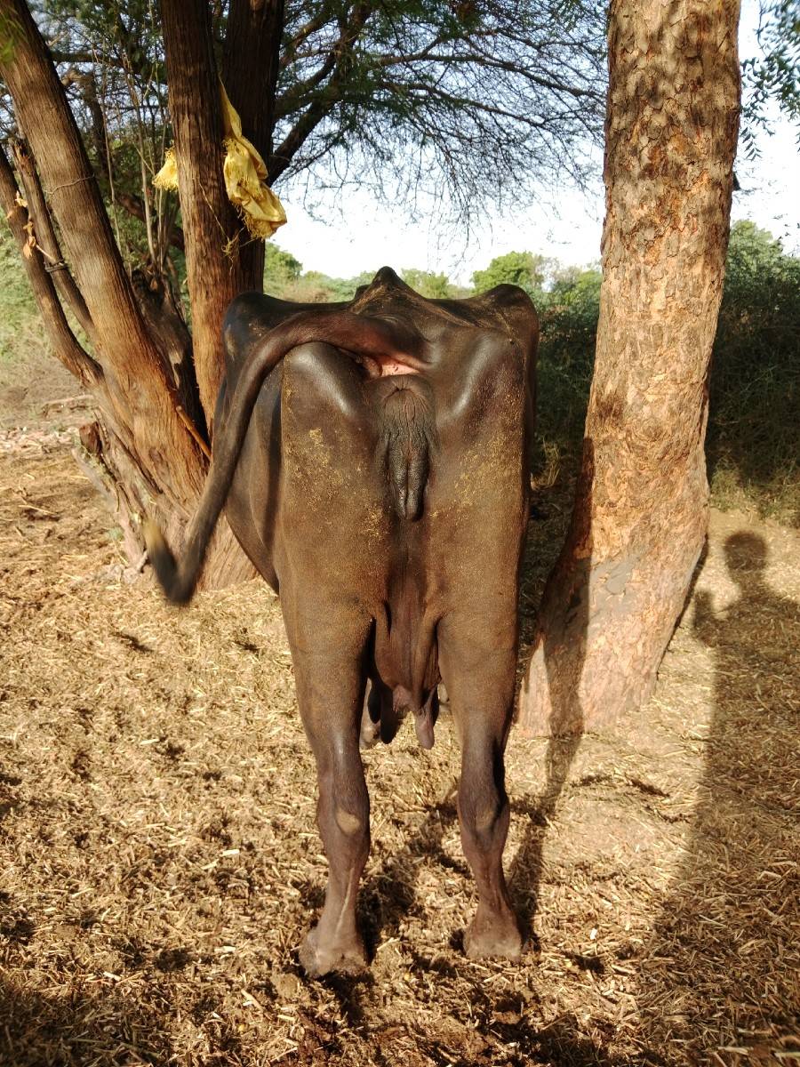 ભેંસ વેચવાની છે