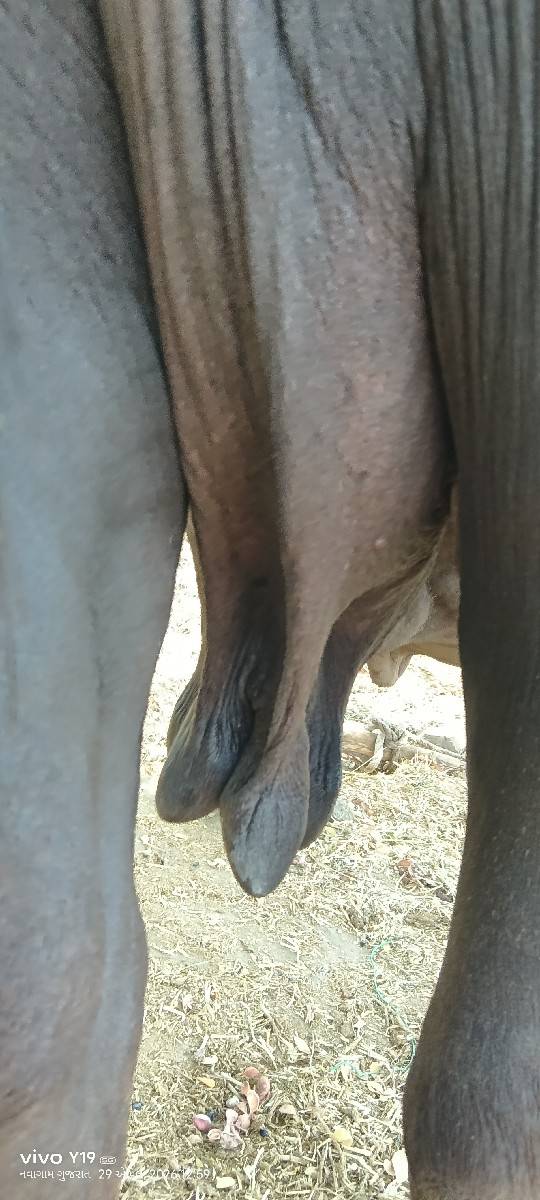 ભેંસ વેચવાની છે