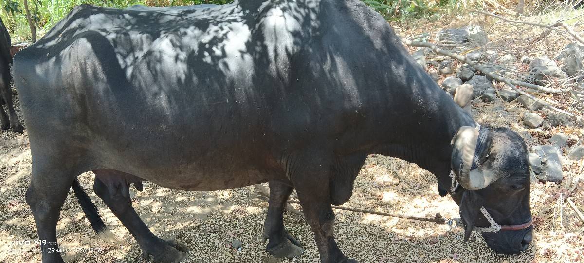 ભેંસ વેચવાની છે