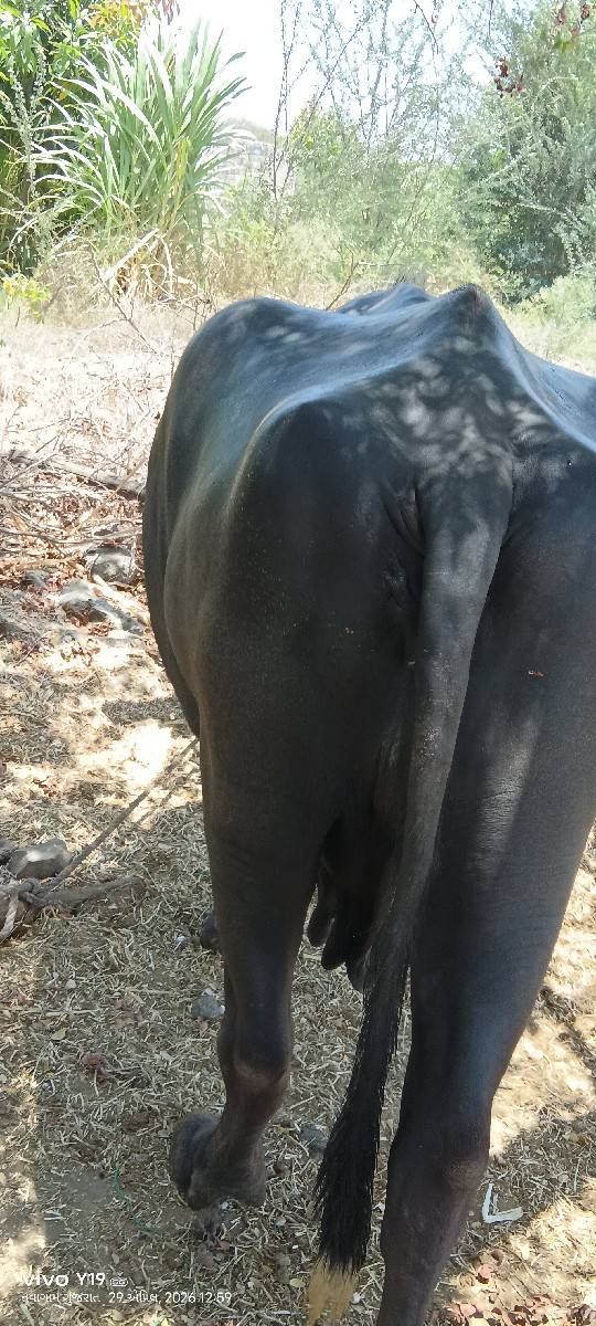 ભેંસ વેચવાની છે