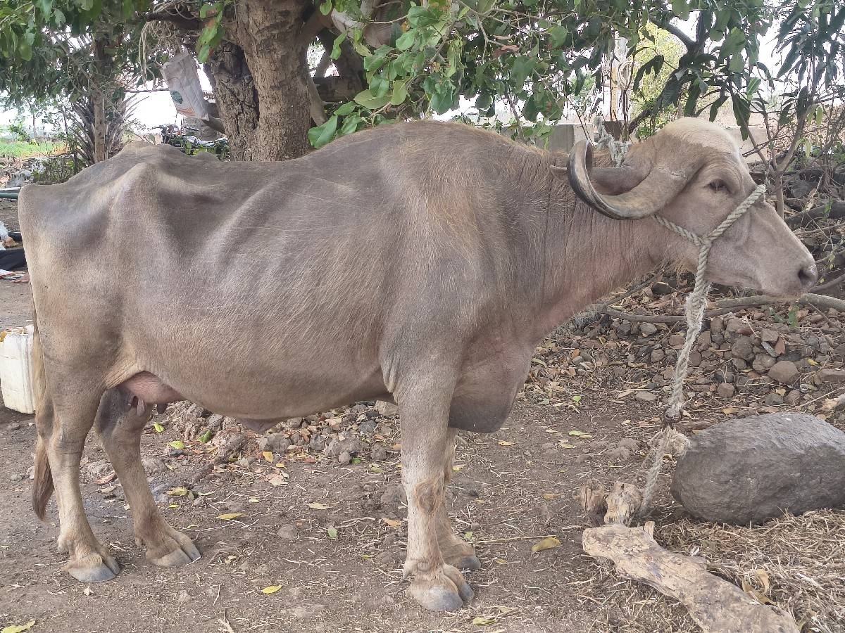 ભેંસ વેચવાની છે