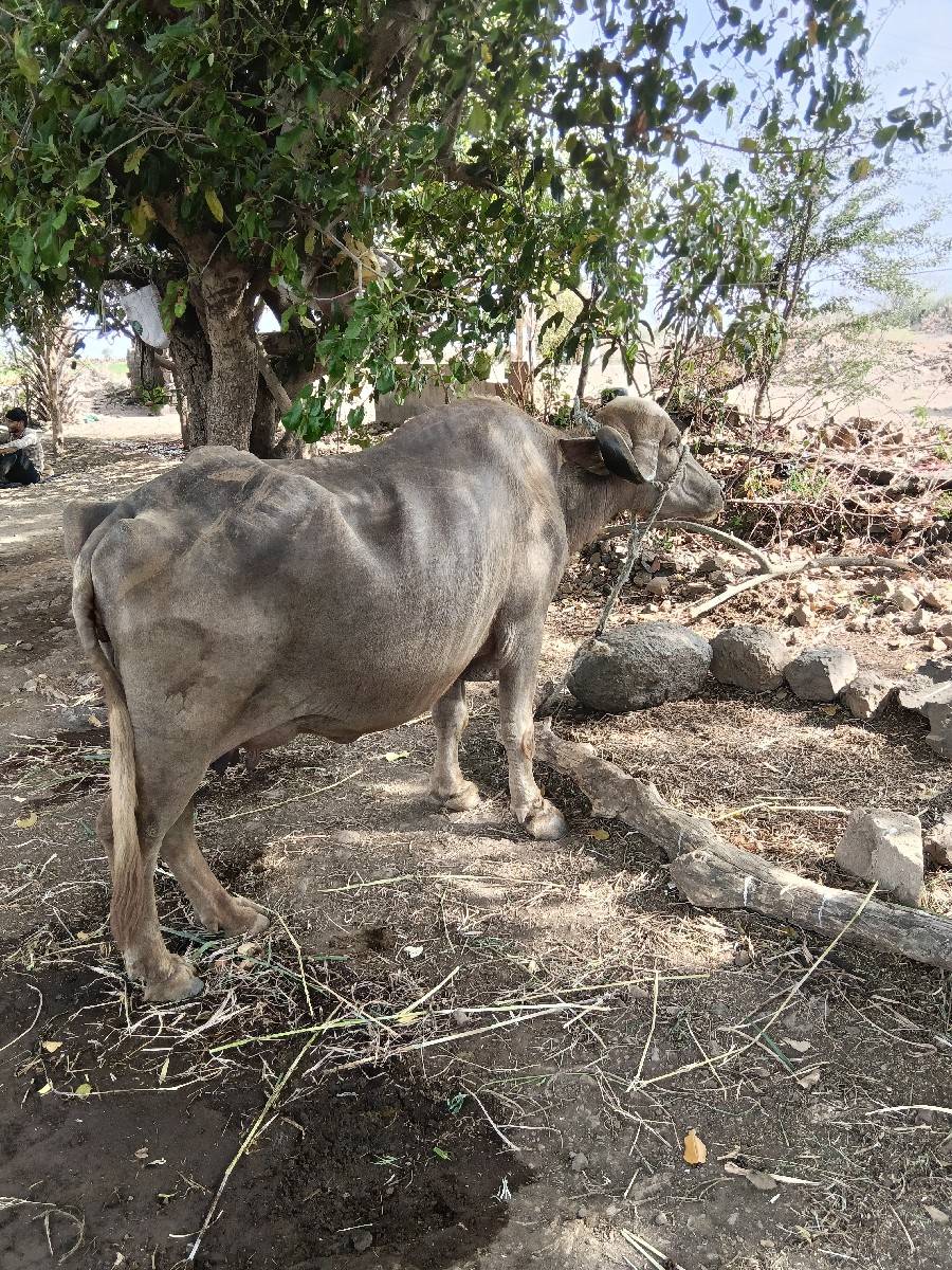 ભેંસ વેચવાની છે