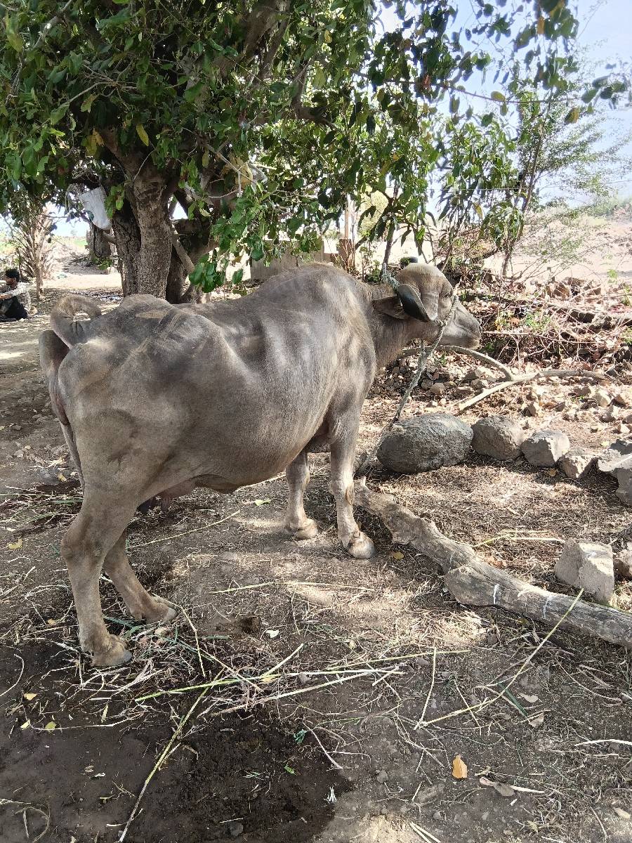 ભેંસ વેચવાની છે