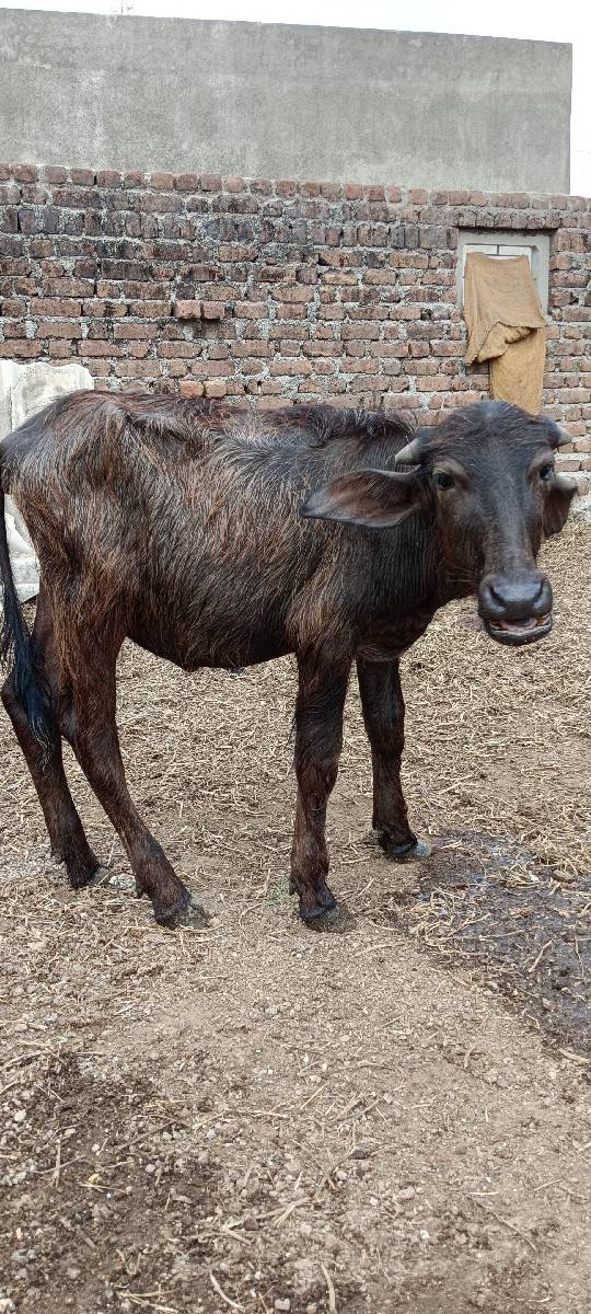 3 PADI vechvani che Sara Vela ni