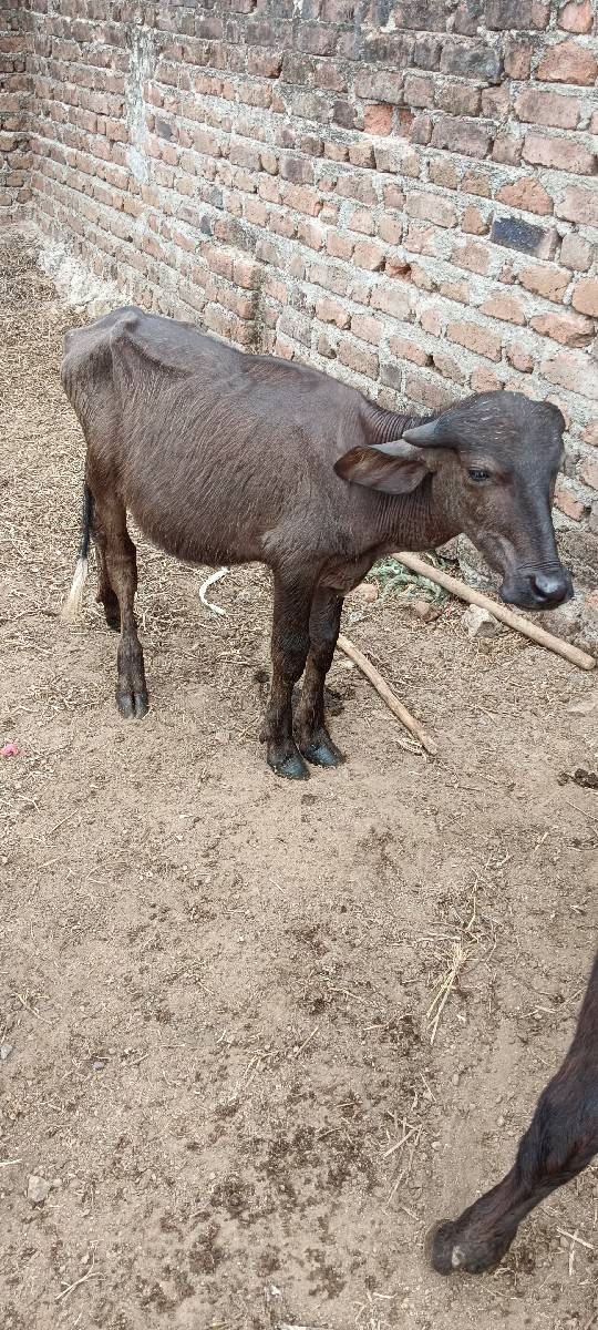 3 PADI vechvani che Sara Vela ni