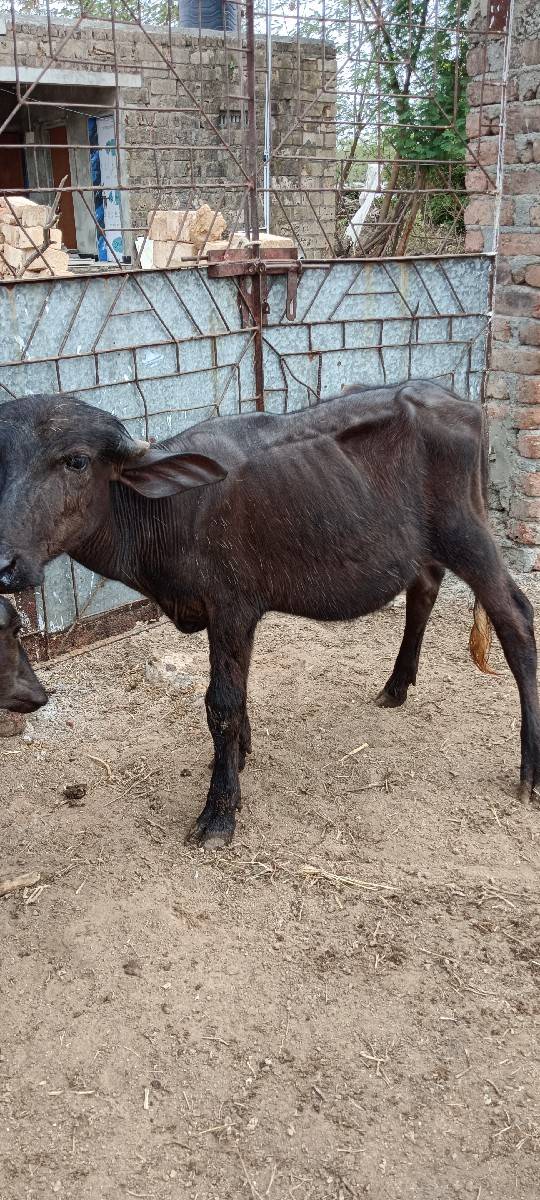 3 PADI vechvani che Sara Vela ni