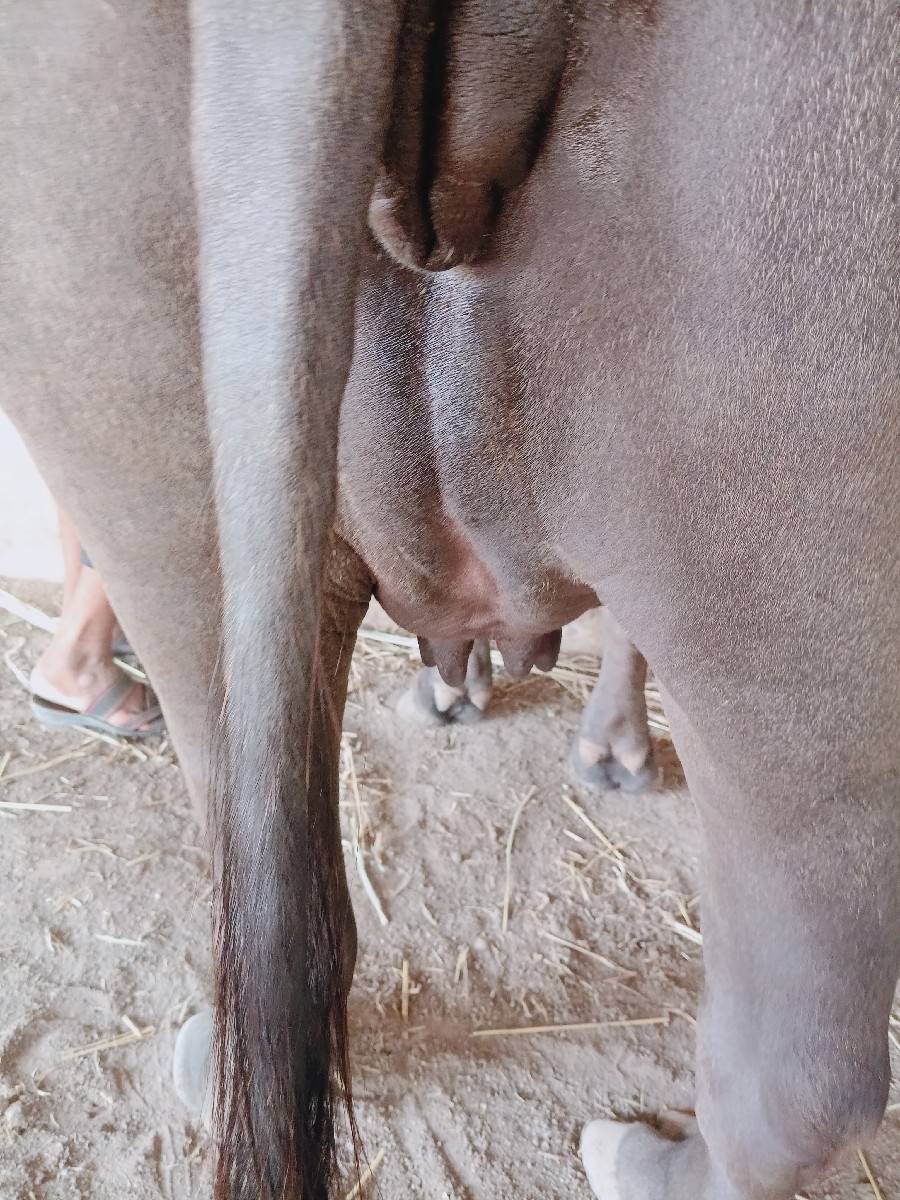 ખડૅલી વૅચવાની છે