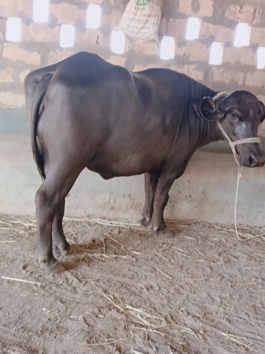 ખડૅલી વૅચવાની છે