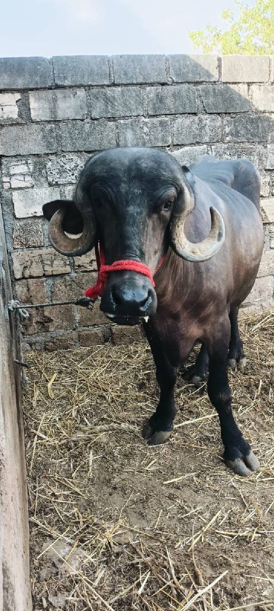 બે ભેંસ વેચવાની છે