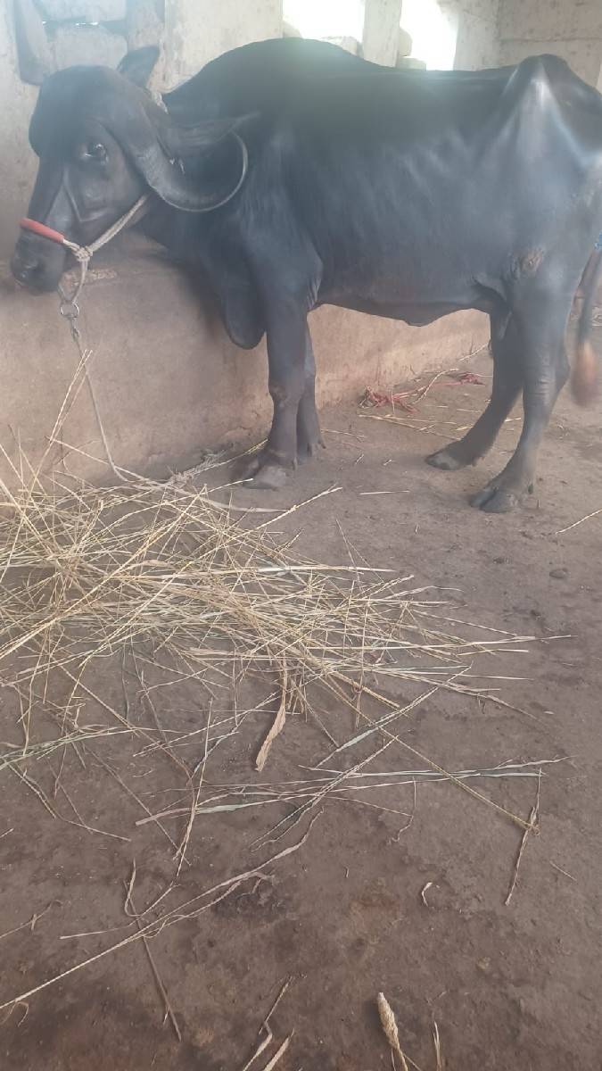 ભેંસ વેચવાની છે