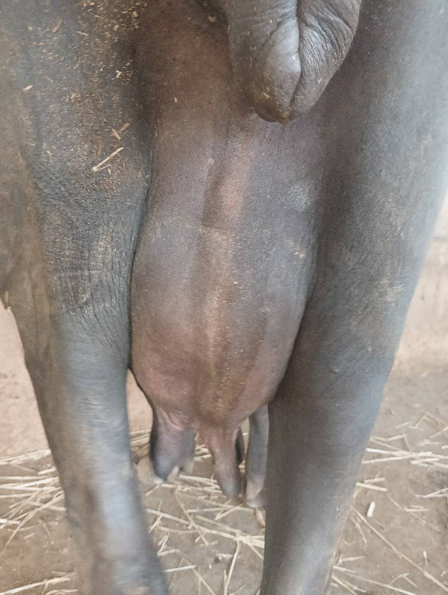 ભેંસ વેચવાની છે