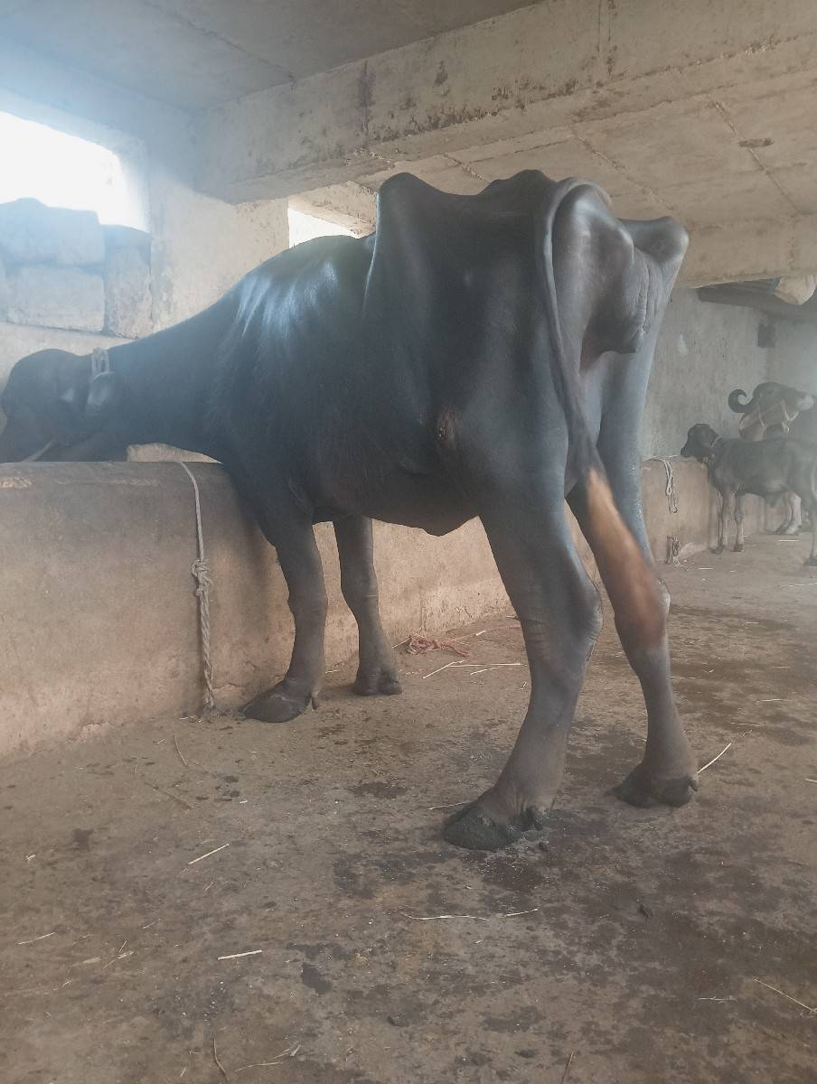 ભેંસ વેચવાની છે
