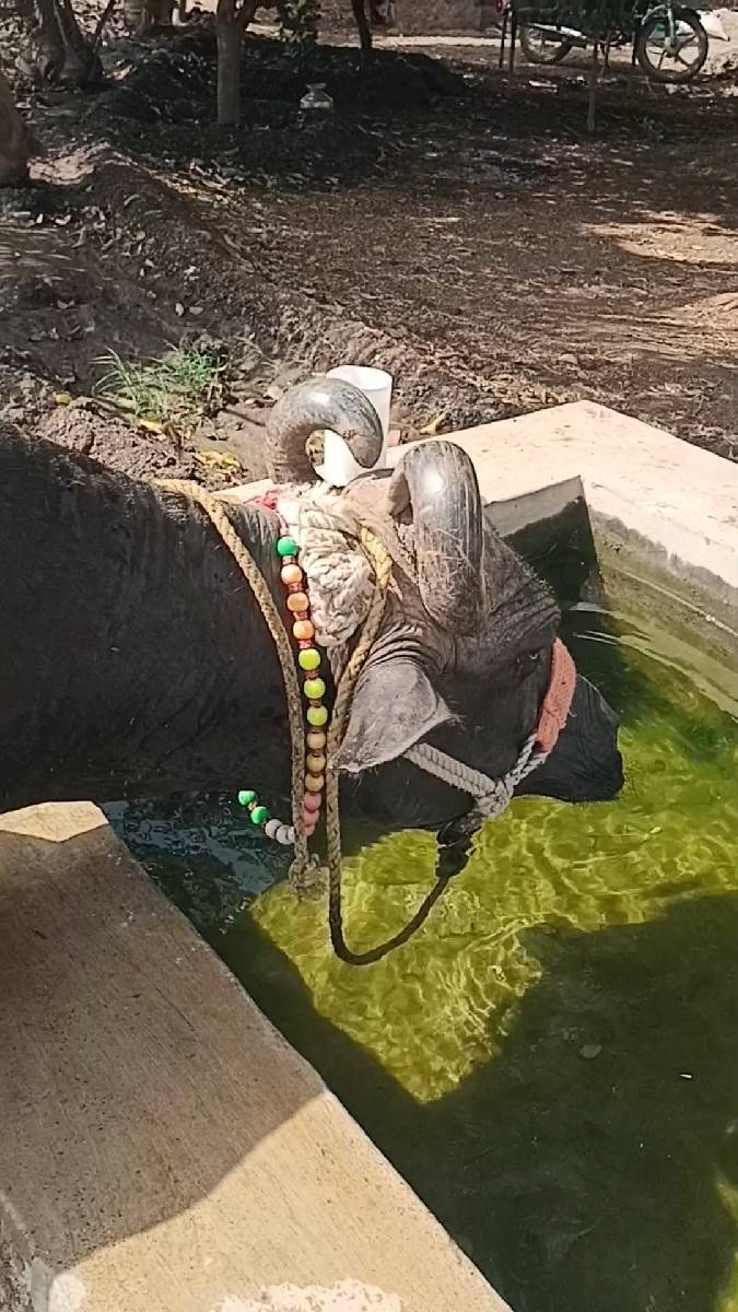 વેસવાના છે