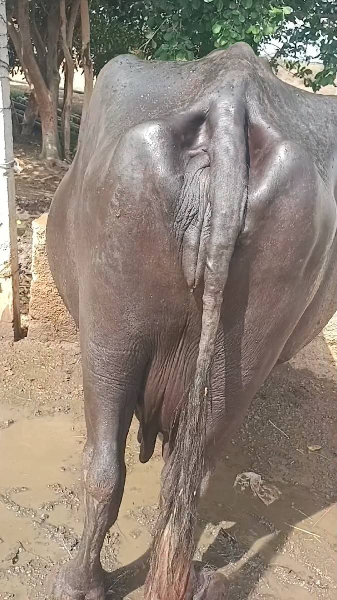વેસવાના છે