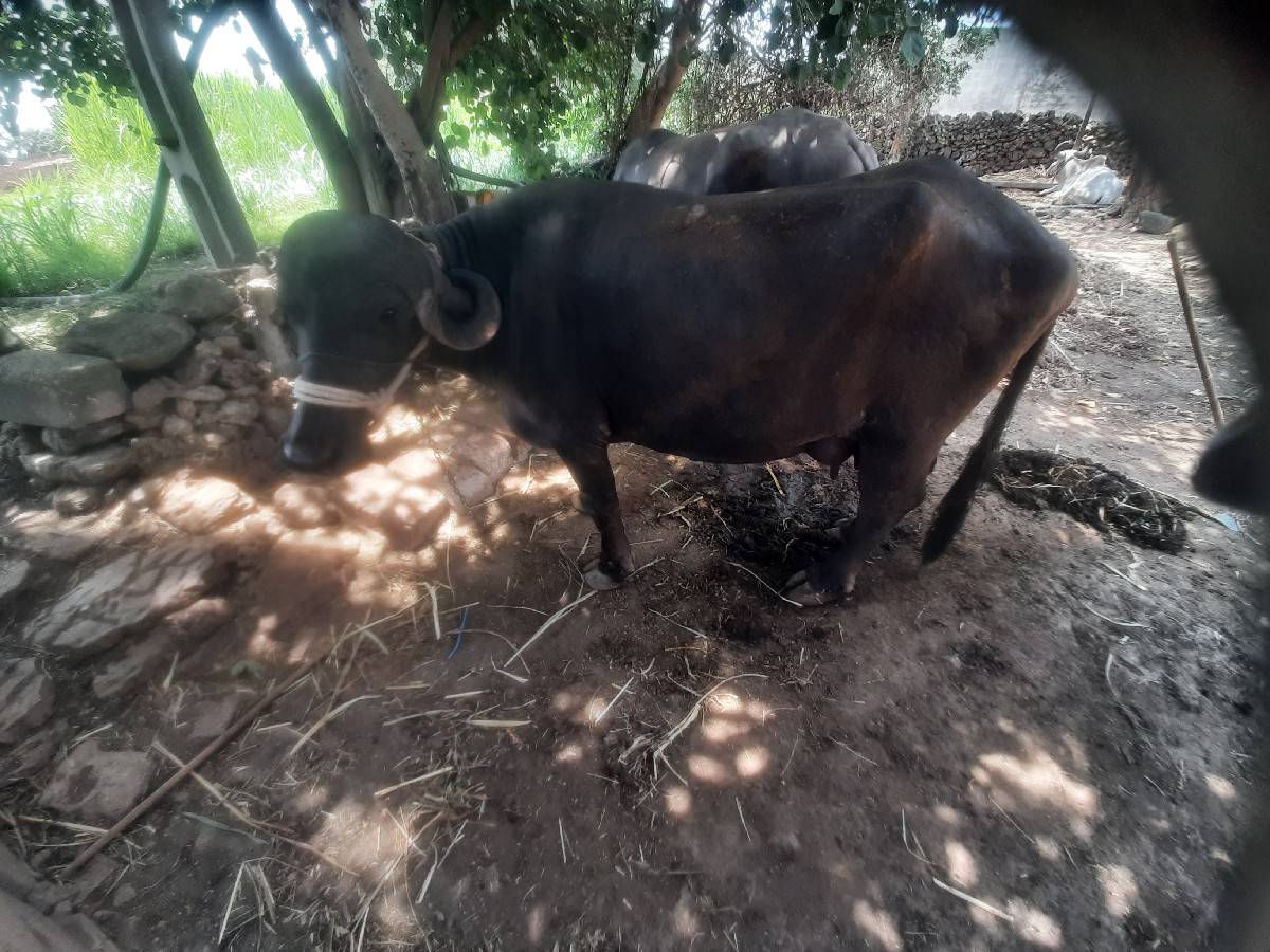 ભેંશ વેચવા ની છે  અને ખડેલયો પાડો