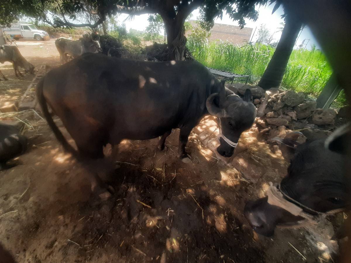 ભેંશ વેચવા ની છે  અને ખડેલયો પાડો