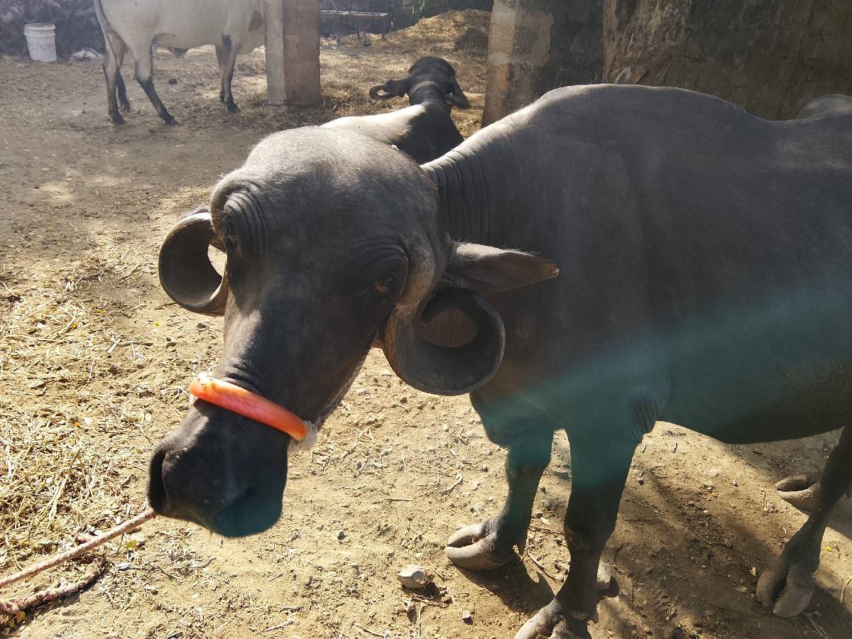 ભેંસ વેચવાની છે