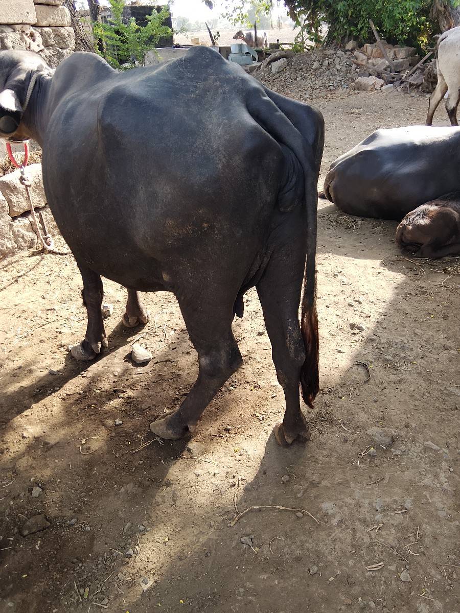 ભેંસ વેચવાની છે