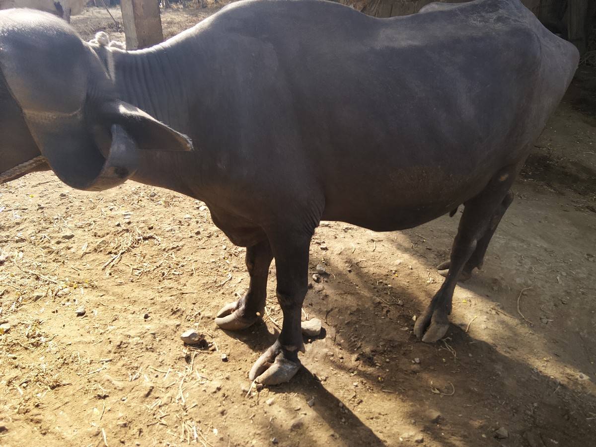 ભેંસ વેચવાની છે