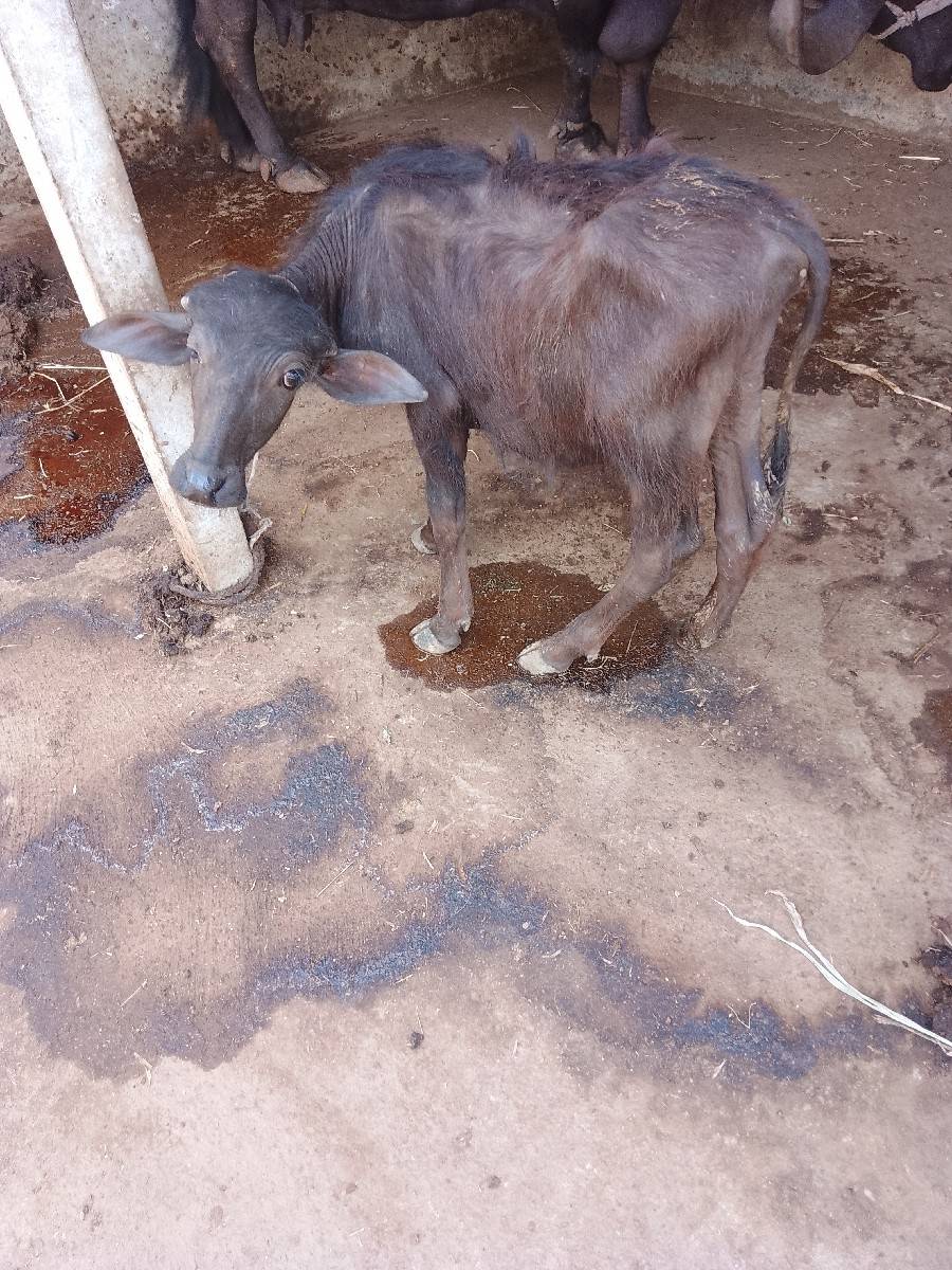 ભેંસ વેચવાની છે