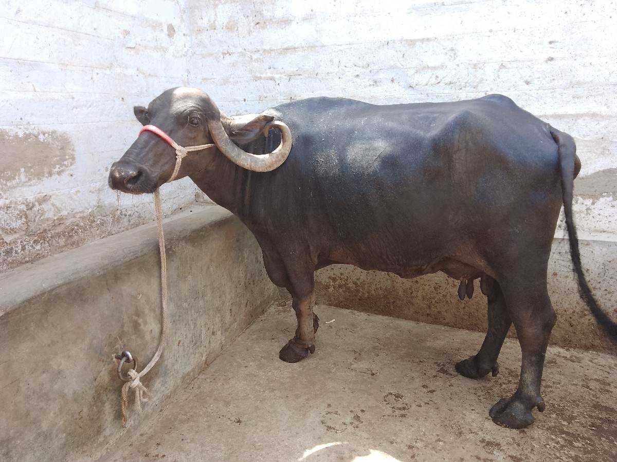 ભેંસ વેચવાની છે