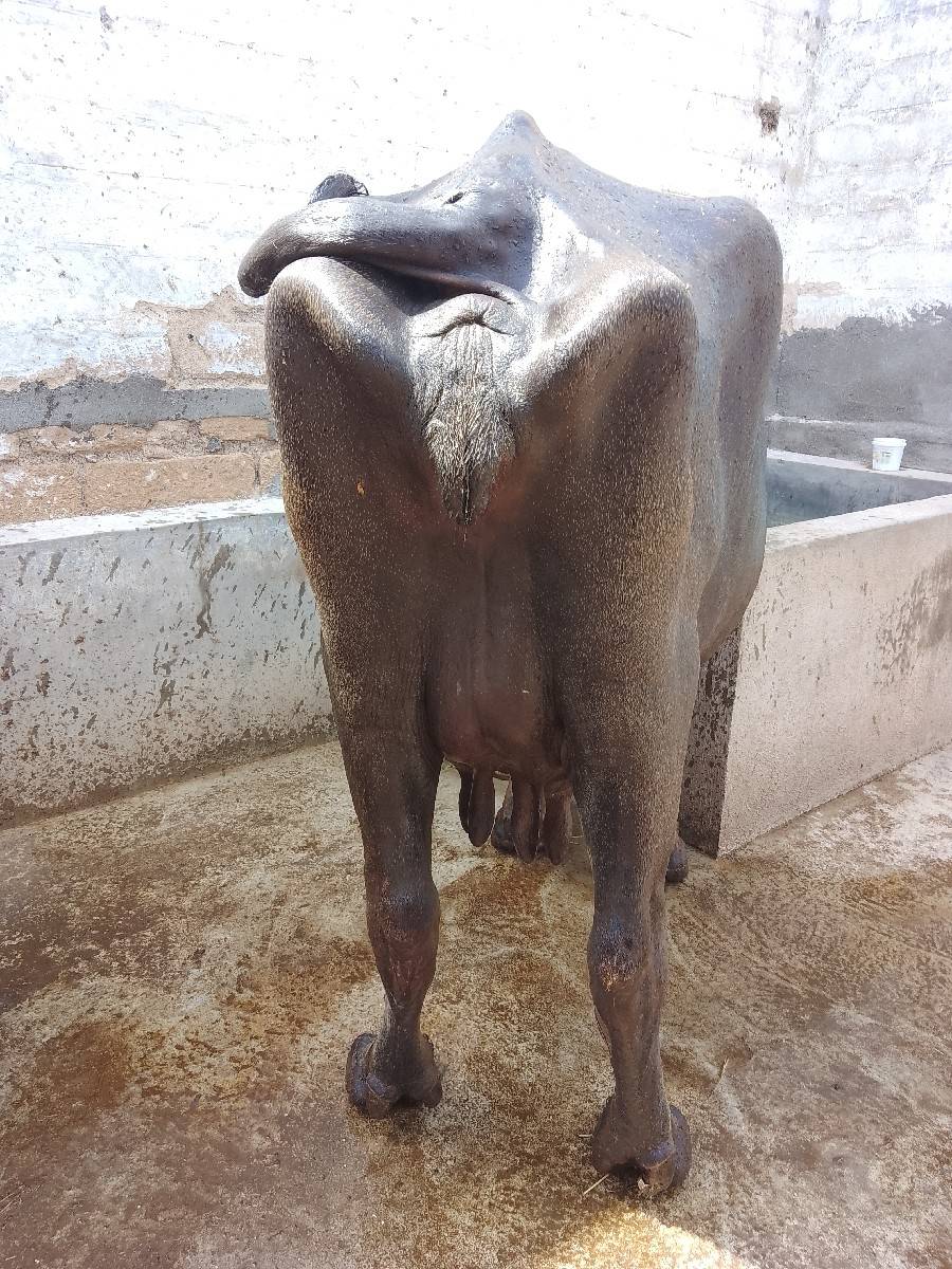 ભેંસ વેચવાની છે