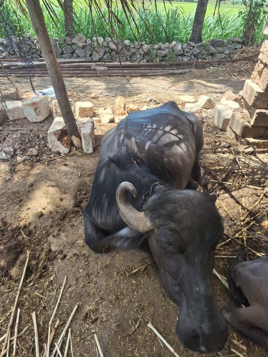 ભેંસ વેચવા ની છે.