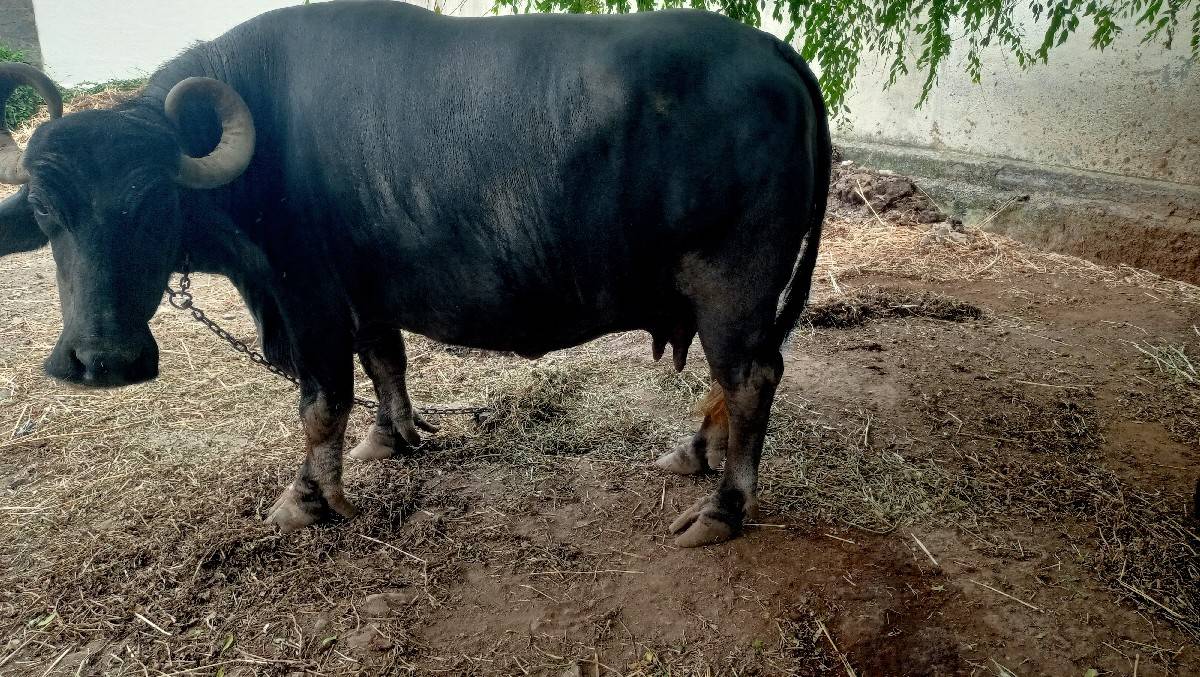 ભેંસ વેસ વા ની સે
