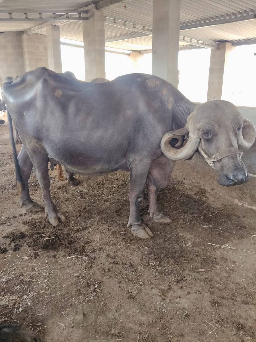 ભેંસ