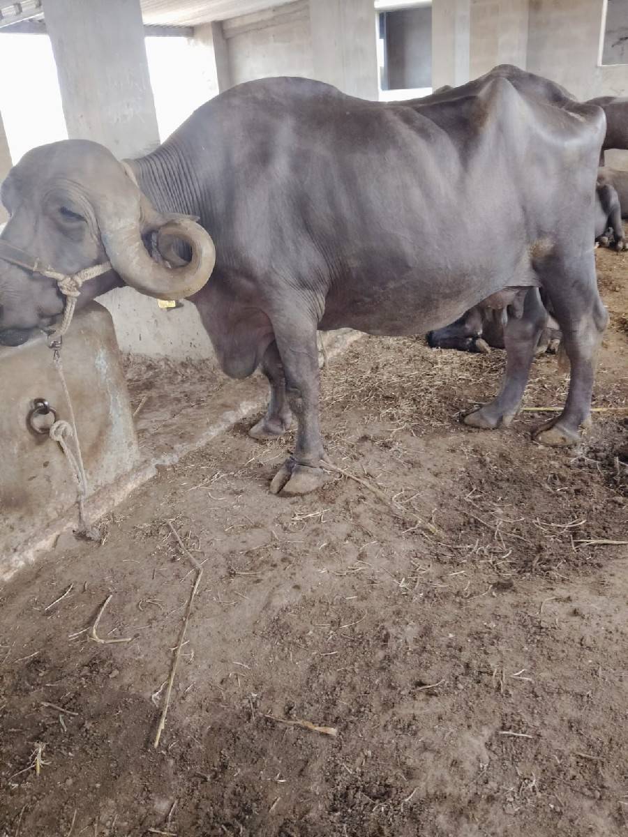 ભેંસ
