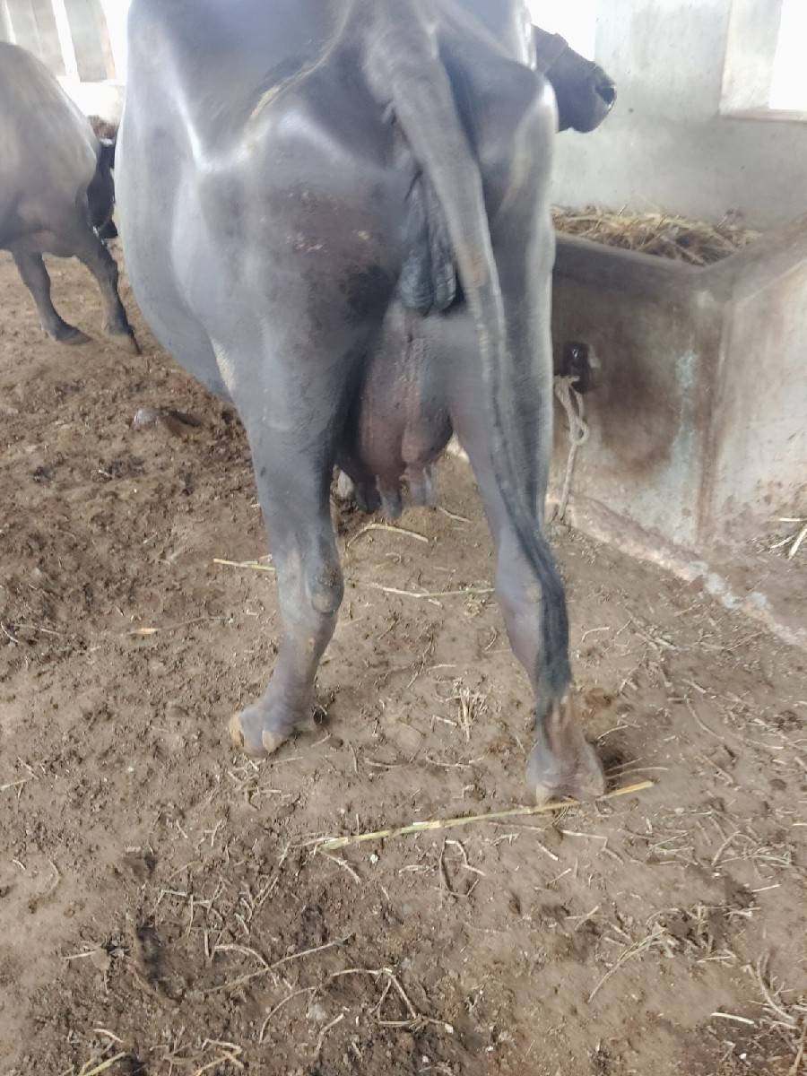 ભેંસ