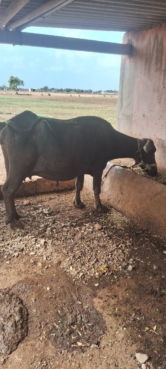 વેચવાની