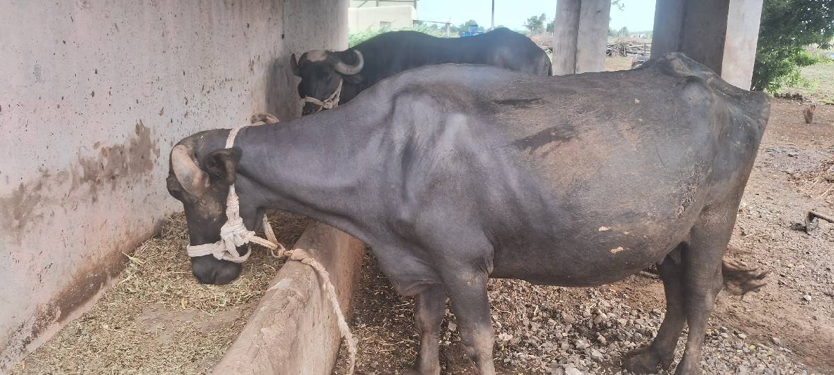વેચવાની