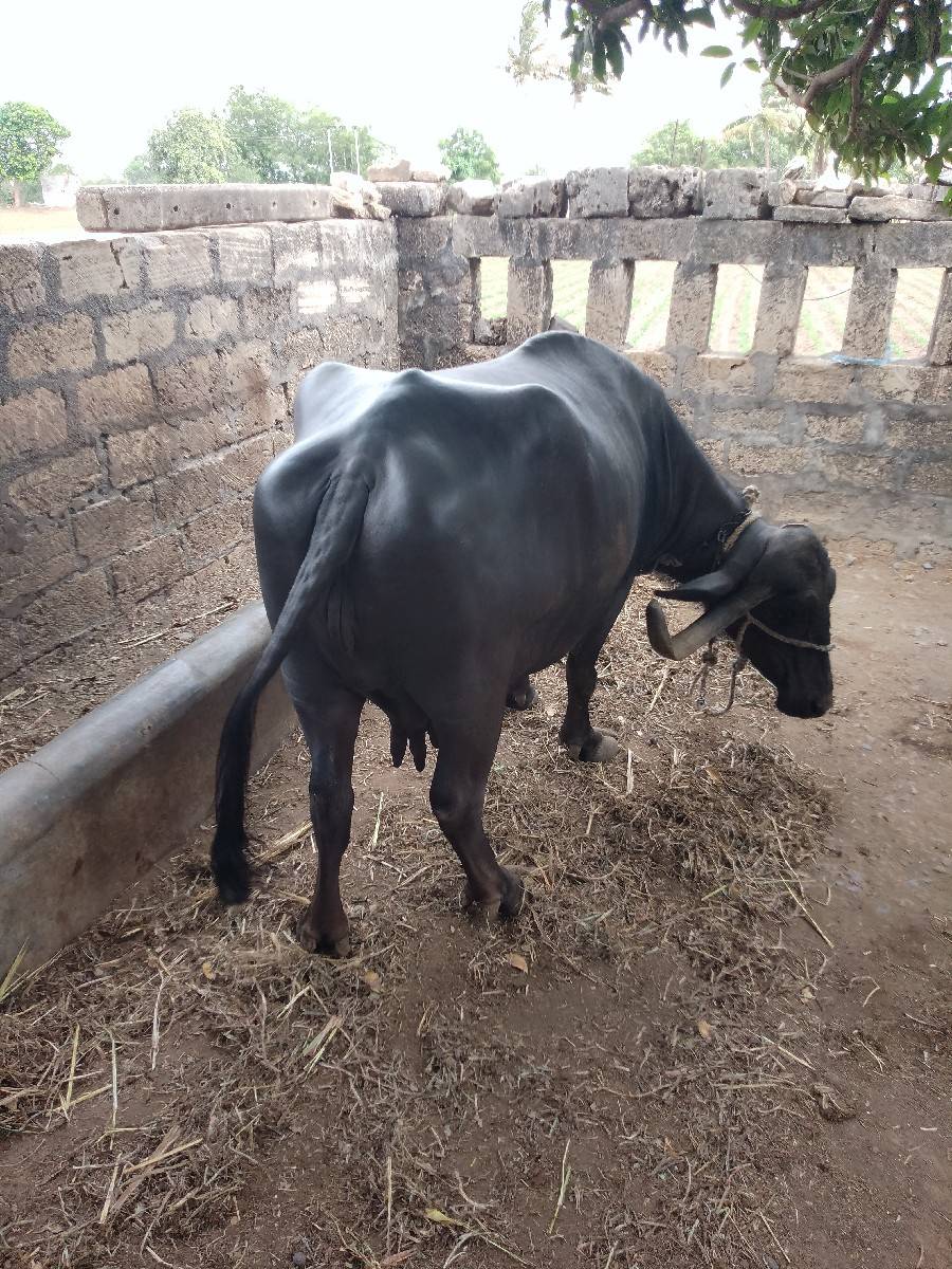ભેશવેચવાનીછે